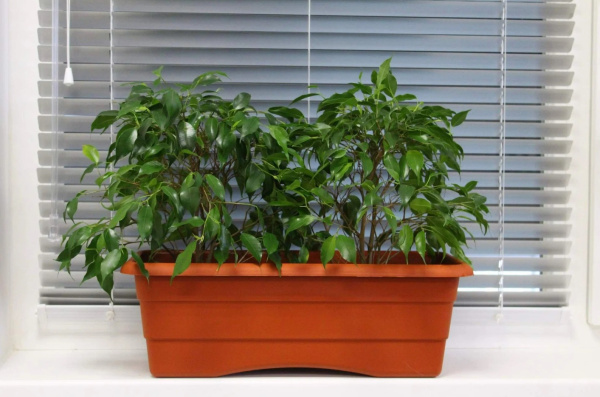 Ящик балкон (Белла 2, 470х215х165, терракот)