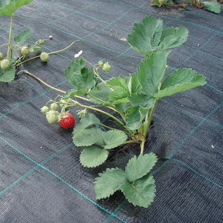 Агроткань (почвоукрывной материал)  3,15х100 м, 130 г/м2 (ПОД ЗАКАЗ)