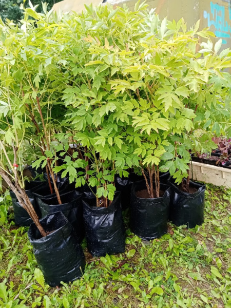 Пакет для рассады 5.3 л, плотность 100 мкр. (упак 10 шт)